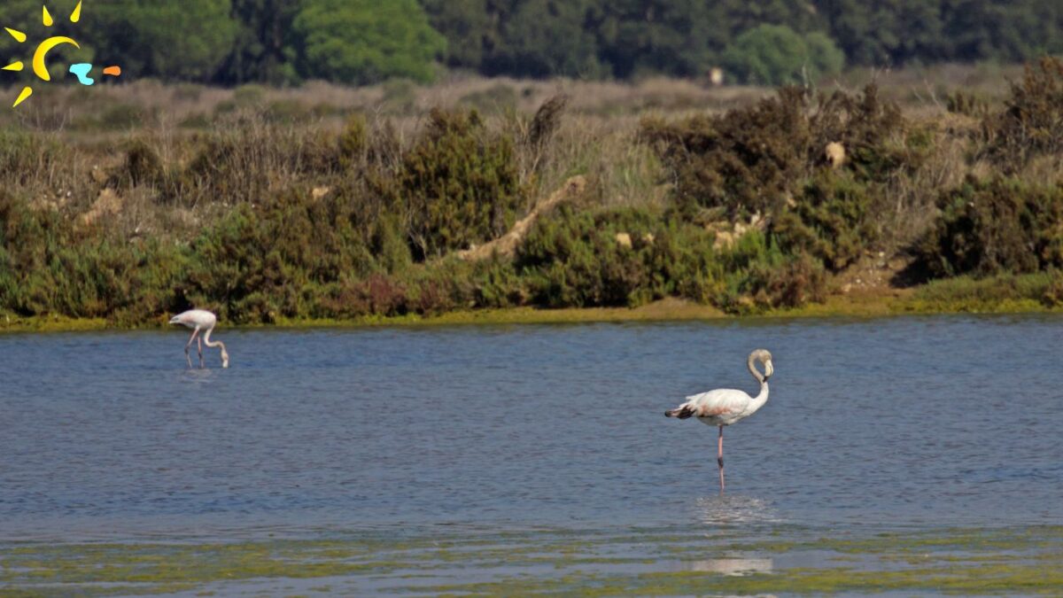 Exploring Ria Formosa: Things to Do
